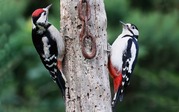 Brian Macfarlane - Gt Spotted Woodpeckers